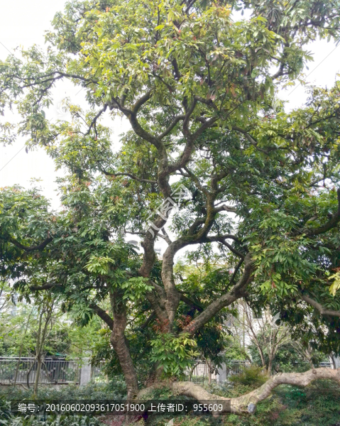 綠色植物