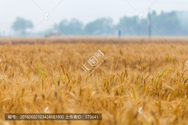 麥田