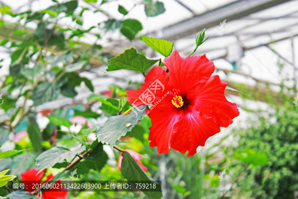 紅花