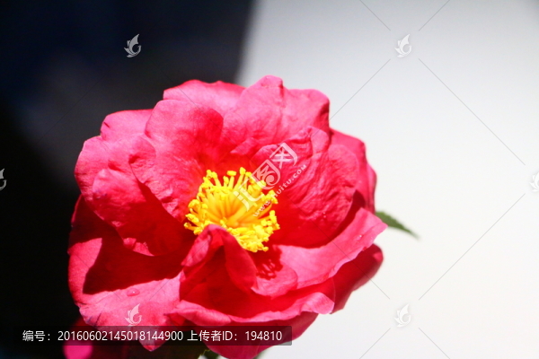 紅色茶花圖片