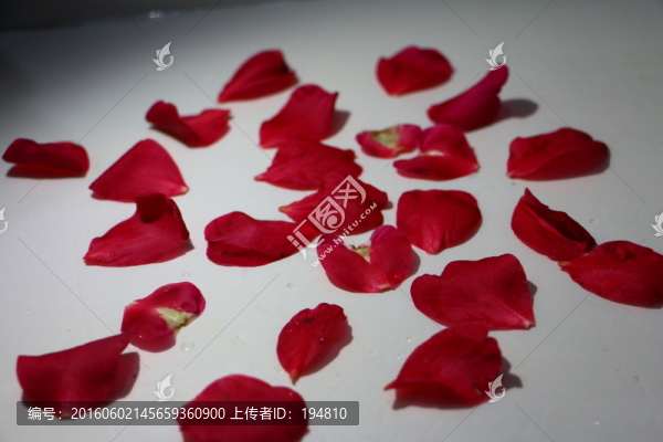 花瓣素材圖片