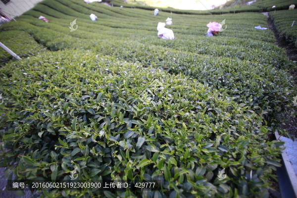 采茶,,茶山,,茶園