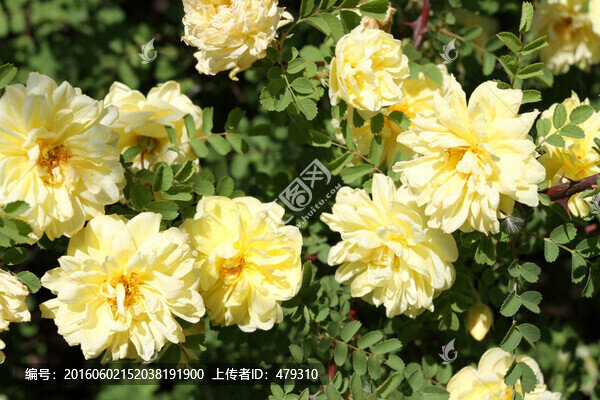 花卉,觀賞樹,黃花,鮮花,花朵
