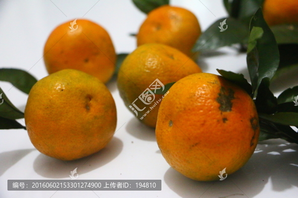 橘子特寫