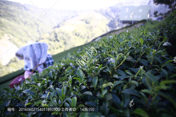 采茶,,茶園