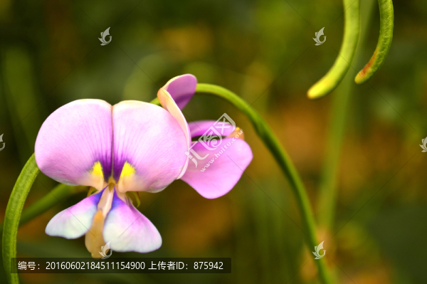 豇豆花
