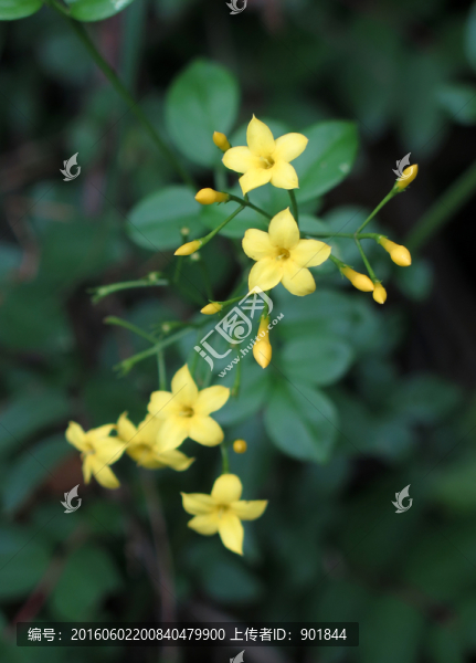 探春花