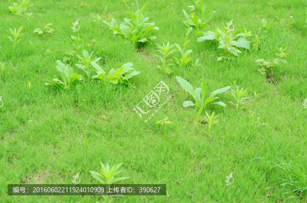 草地