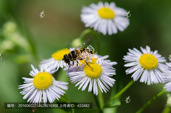 小蜜蜂