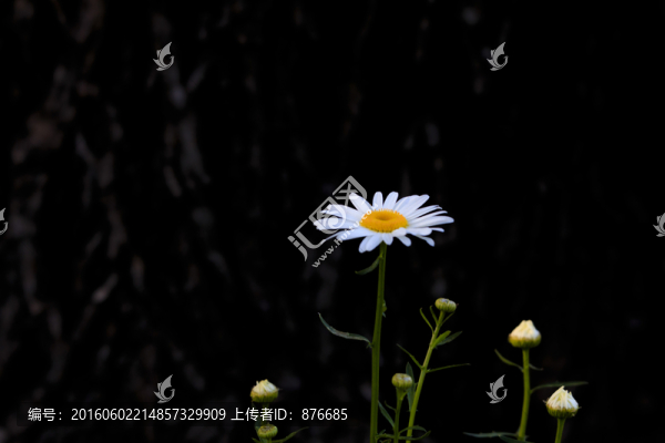 野花