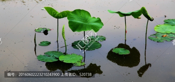 植物,湖畔,荷葉