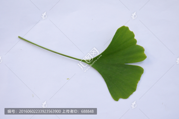 銀杏葉