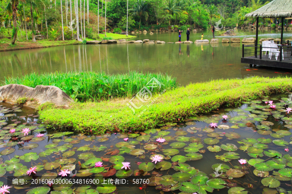 池塘蓮花風景