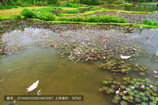 池塘蓮花