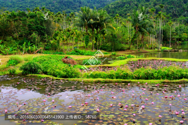 池塘蓮花