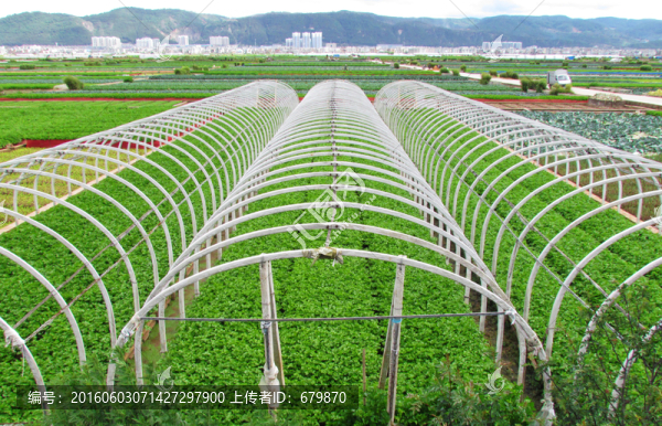 大棚芹菜