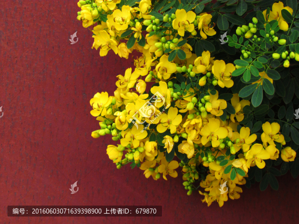 黃花槐