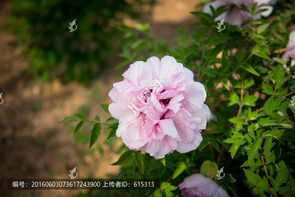 淺粉色牡丹花,如花似玉