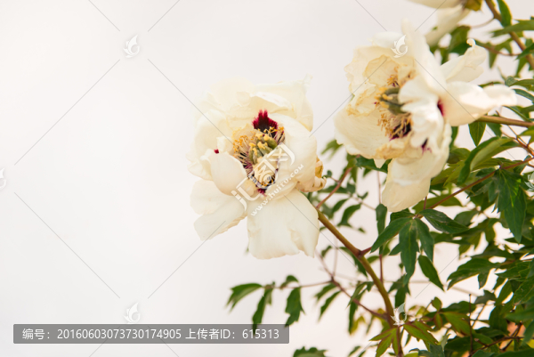 白牡丹,白花,純色背景花卉