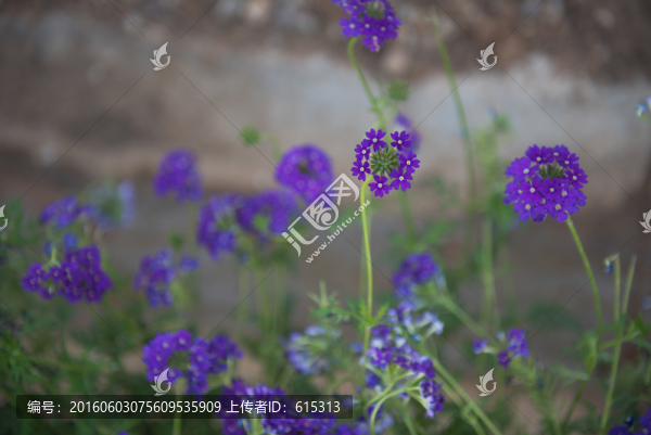 紫色小花,園林花卉