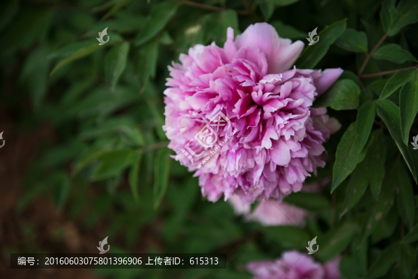 粉色牡丹花背景素材,滿瓤牡丹