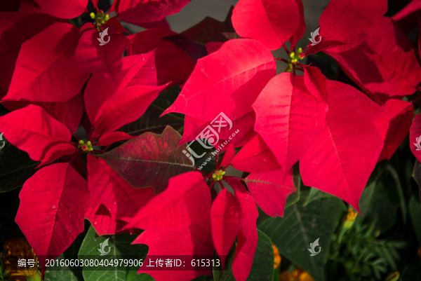 紅葉的花,一品紅盆栽