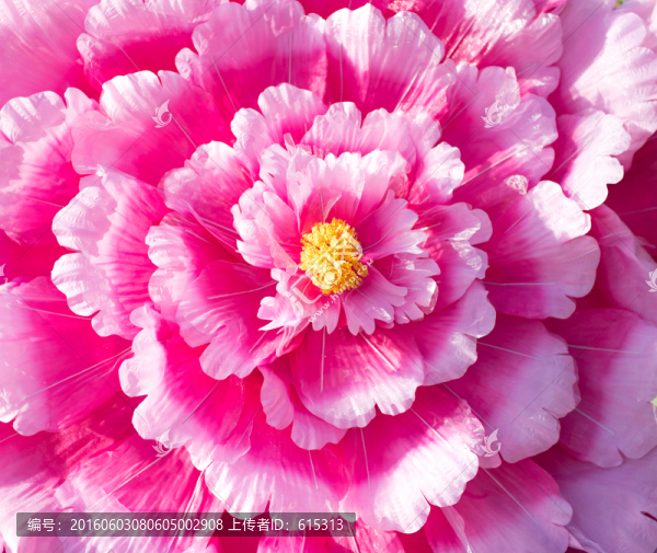 絹花,布藝花,牡丹花仿真花
