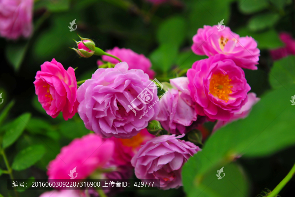 花卉,綠化帶,園林景觀
