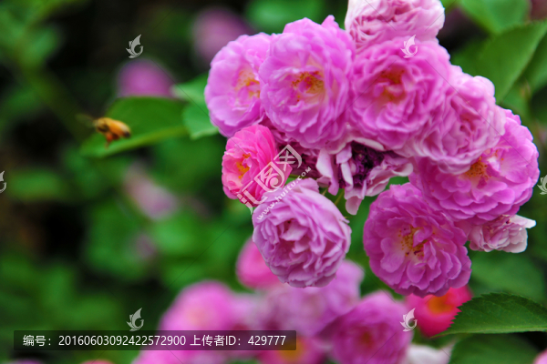 公園花草,,花卉,,紅花