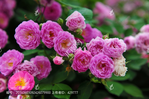 月季花,紅花