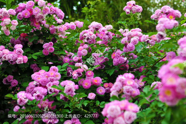 薔薇花,花海
