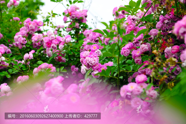 景觀帶,,花卉背景
