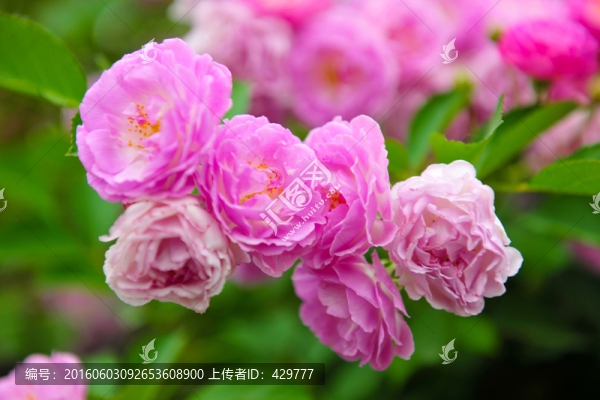 薔薇花