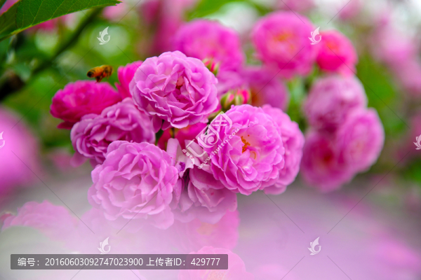 薔薇花