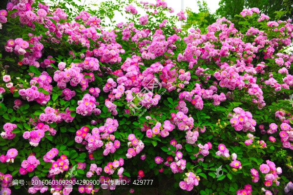 薔薇花,綠化帶