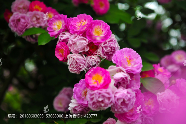 紅花,,花帶