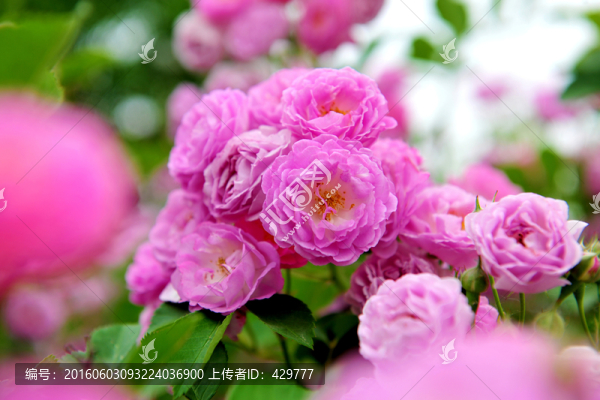 紅花,,鮮花