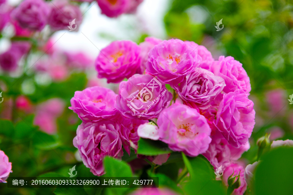 鮮花,紅花