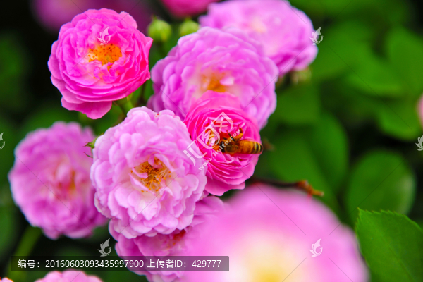 薔薇花