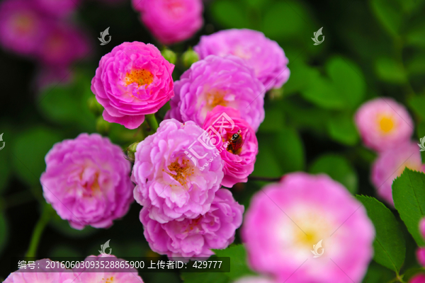 月季花