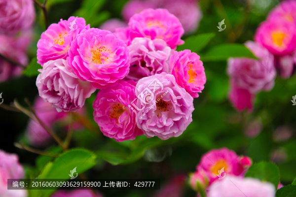 薔薇花