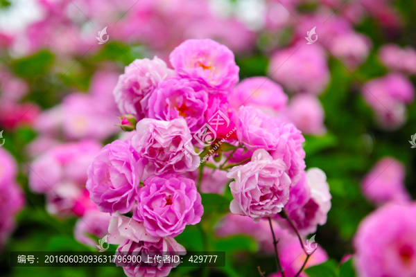 月季花