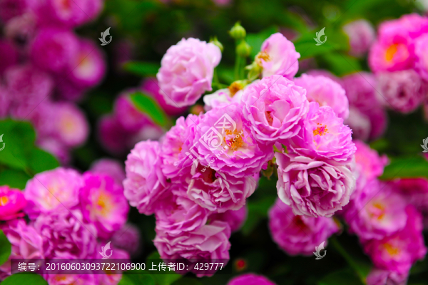花海,,花帶