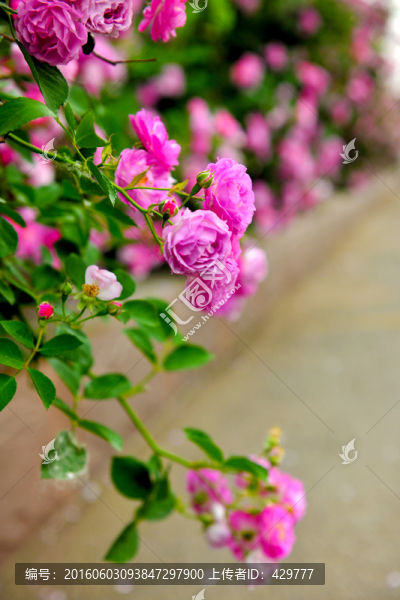 薔薇花