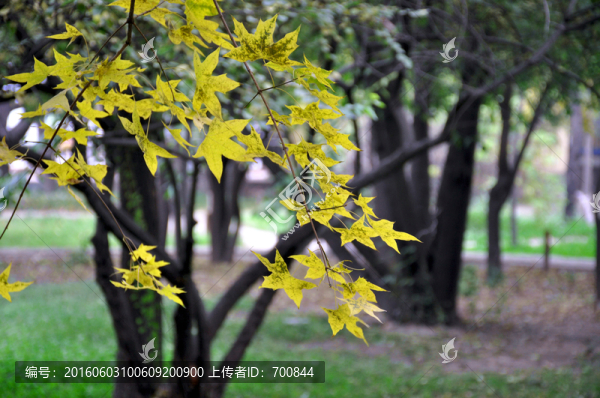 樹(shù)葉攝影