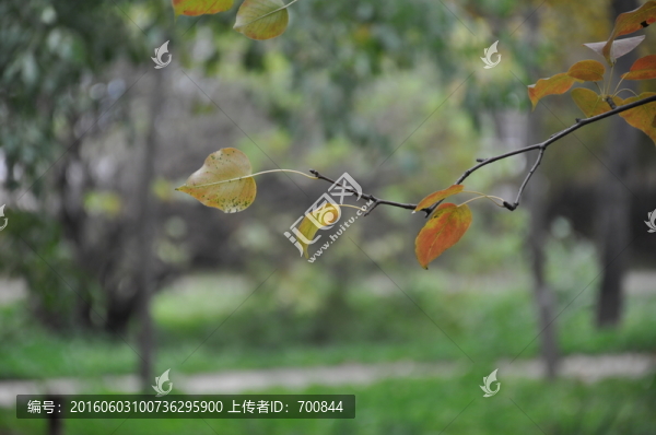 深秋紅葉攝影