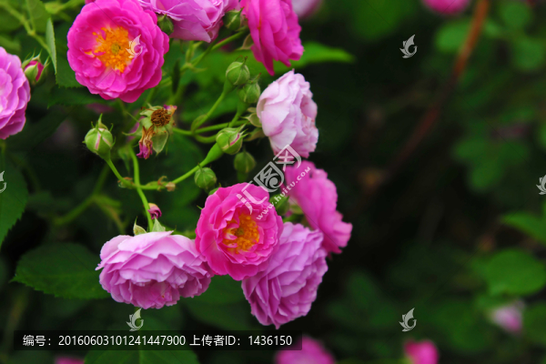 紅花綠葉,,花卉素材