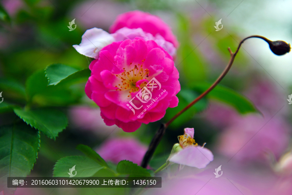 月季