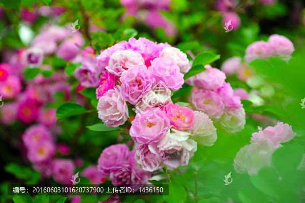 月季花,,花卉背景