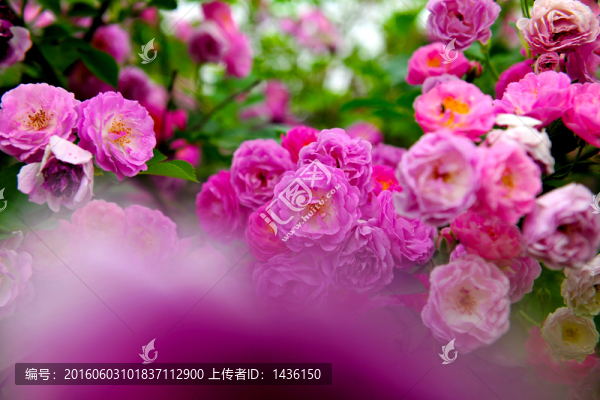花卉背景,,花卉素材